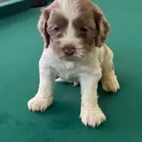 Gis5, a male Cockapoo for sale in Lakeland, FL – Photo 5 of 10