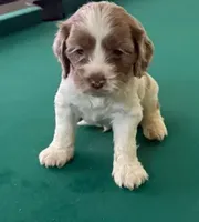 processed/281b4e36-c45d-48eb-af6e-42d85c024c0b/listing/c16deaa0-83ab-482d-b40e-d3eeddd84264/16973540-417b-4dd3-a320-907918bcc857