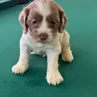 Gis5, a male Cockapoo for sale in Lakeland, FL – Photo 6 of 10