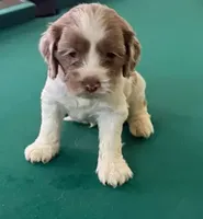 processed/281b4e36-c45d-48eb-af6e-42d85c024c0b/listing/c16deaa0-83ab-482d-b40e-d3eeddd84264/16cb11ed-5691-40fa-a00d-93f9d6fa1305