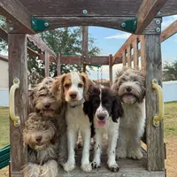 Gis5, a male Cockapoo for sale in Lakeland, FL – Photo 4 of 10