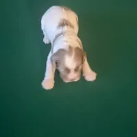 Gis5, a male Cockapoo for sale in Lakeland, FL – Photo 8 of 10