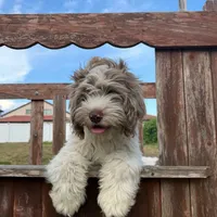 Gis5, a male Cockapoo for sale in Lakeland, FL – Photo 1 of 10