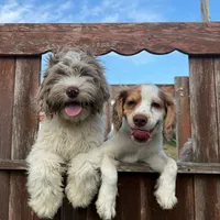 Gis5, a male Cockapoo for sale in Lakeland, FL – Photo 2 of 10