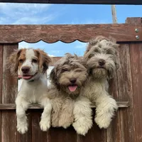 Gis5, a male Cockapoo for sale in Lakeland, FL – Photo 3 of 10
