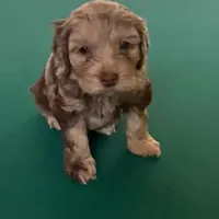 Gis4, a male Cockapoo for sale in Lakeland, FL – Photo 6 of 10