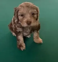 processed/281b4e36-c45d-48eb-af6e-42d85c024c0b/listing/d0db1dcc-b562-4e83-9da3-2afe77546fc9/4ef6f311-54d7-4076-98f8-8dbc3e72dff7