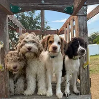 Gis4, a male Cockapoo for sale in Lakeland, FL – Photo 4 of 10