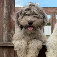 Gis4, a male Cockapoo for sale in Lakeland, FL – Photo 1 of 10