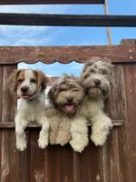 processed/281b4e36-c45d-48eb-af6e-42d85c024c0b/listing/d0db1dcc-b562-4e83-9da3-2afe77546fc9/c1b0cadc-2f90-42b3-b03c-3b94633eb341