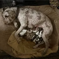 Gis4, a male Cockapoo for sale in Lakeland, FL – Photo 9 of 10