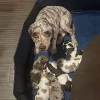 Gis4, a male Cockapoo for sale in Lakeland, FL – Photo 10 of 10