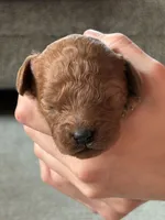 Hank, a male Cavapoo and Goldendoodle for sale in Lagrange, IN – 1 of 2