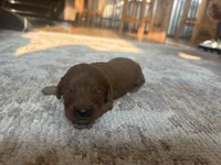Prince, a male Cavapoo and Goldendoodle for sale in Lagrange, IN – 2 of 2
