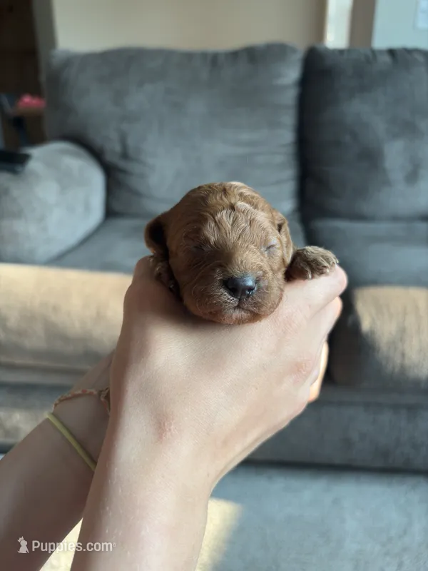 Lady – Cavapoo, Goldendoodle puppy for sale in Lagrange, IN