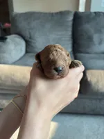 Lady, a female Cavapoo and Goldendoodle for sale in Lagrange, IN – 1 of 2