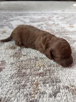 Sport, a male Cavapoo and Goldendoodle for sale in Lagrange, IN – 2 of 2