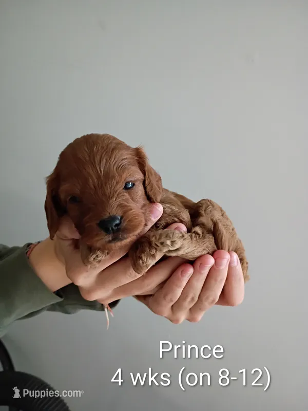Prince – Cavapoo, Goldendoodle puppy for sale in Lagrange, IN