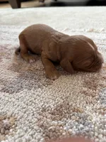 Royal, a male Cavapoo and Goldendoodle for sale in Lagrange, IN – 2 of 2