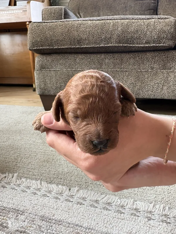 Sport – Cavapoo, Goldendoodle puppy for sale in Lagrange, IN