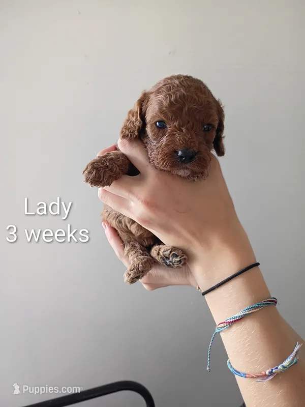 Lady – Cavapoo, Goldendoodle puppy for sale in Lagrange, IN