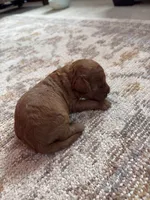 Hank, a male Cavapoo and Goldendoodle for sale in Lagrange, IN – 2 of 2