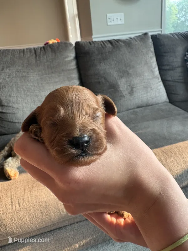 Prince – Cavapoo, Goldendoodle puppy for sale in Lagrange, IN