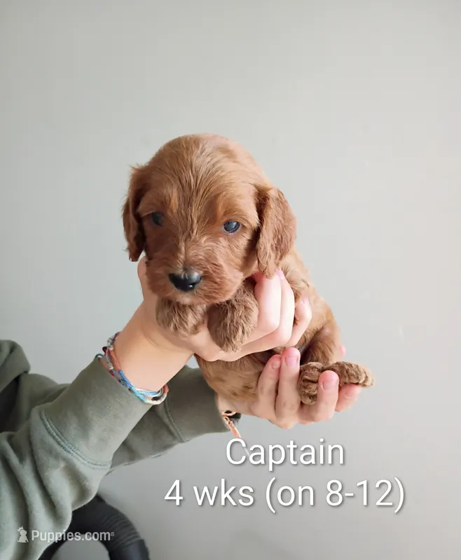 Captain – Cavapoo, Goldendoodle puppy for sale in Lagrange, IN