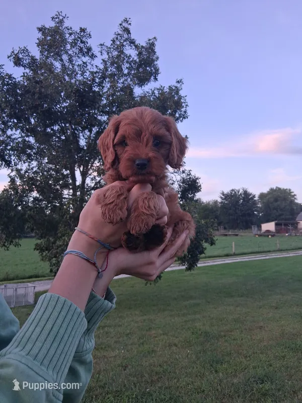 Prince – Cavapoo, Goldendoodle puppy for sale in Lagrange, IN