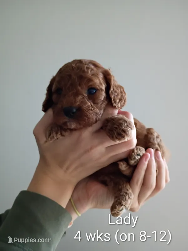 Lady – Cavapoo, Goldendoodle puppy for sale in Lagrange, IN