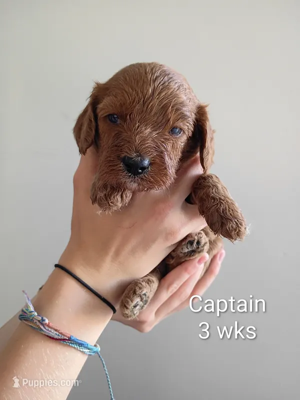 Captain – Cavapoo, Goldendoodle puppy for sale in Lagrange, IN