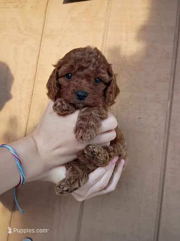 Lady – Cavapoo, Goldendoodle puppy for sale in Lagrange, IN