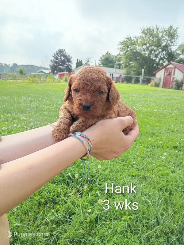 Hank – Cavapoo, Goldendoodle puppy for sale in Lagrange, IN