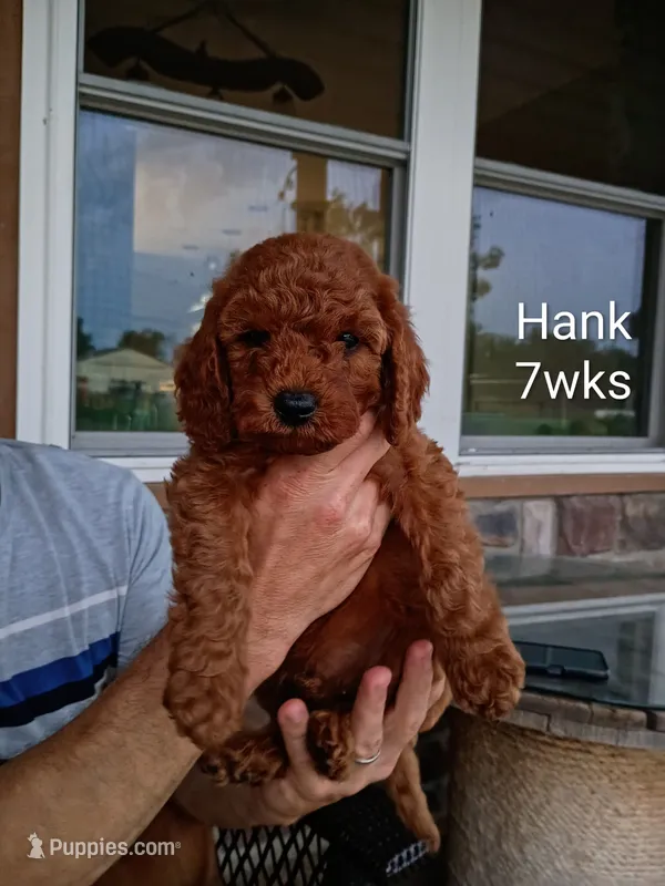 Hank – Cavapoo, Goldendoodle puppy for sale in Lagrange, IN