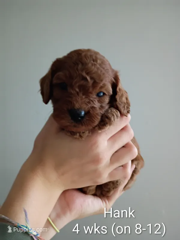 Hank – Cavapoo, Goldendoodle puppy for sale in Lagrange, IN