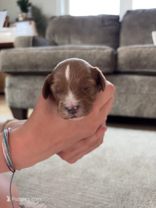 Royal – Cavapoo, Goldendoodle puppy for sale in Lagrange, IN
