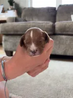 Royal, a male Cavapoo and Goldendoodle for sale in Lagrange, IN – 1 of 2