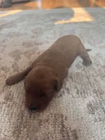 Captain, a male Cavapoo and Goldendoodle for sale in Lagrange, IN – 2 of 2