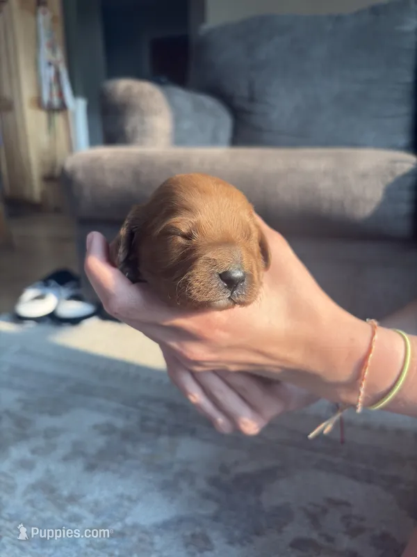 Captain – Cavapoo, Goldendoodle puppy for sale in Lagrange, IN