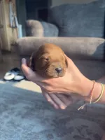 Captain, a male Cavapoo and Goldendoodle for sale in Lagrange, IN – 1 of 2