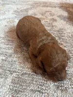 Lady, a female Cavapoo and Goldendoodle for sale in Lagrange, IN – 2 of 2