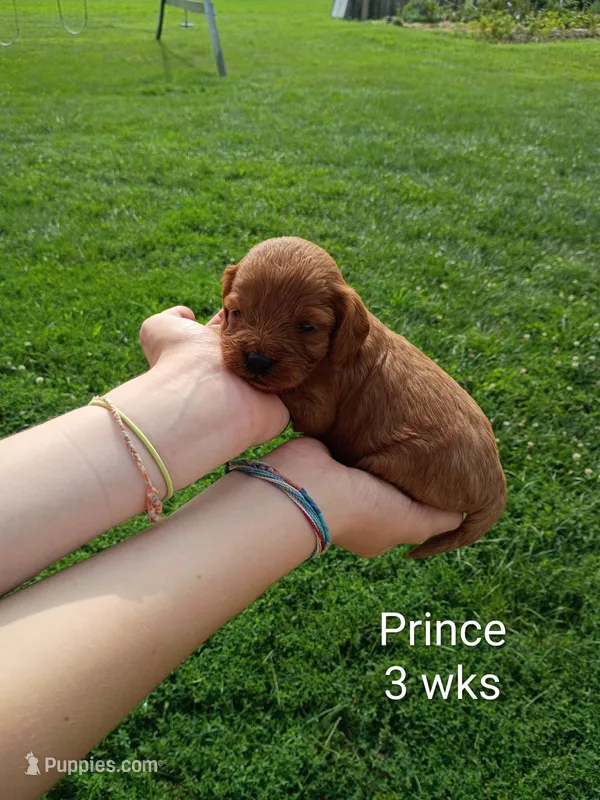 Prince – Cavapoo, Goldendoodle puppy for sale in Lagrange, IN
