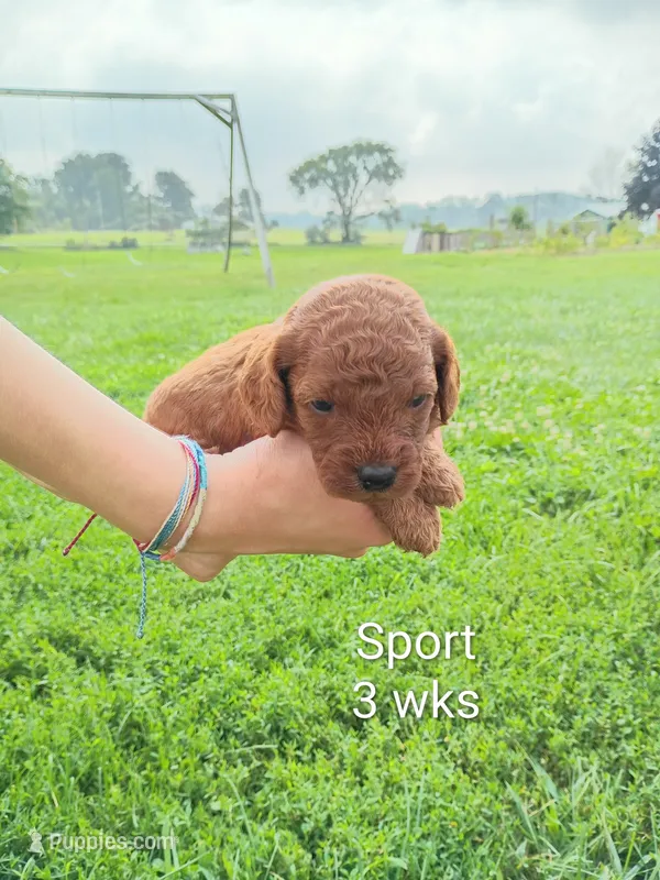Sport – Cavapoo, Goldendoodle puppy for sale in Lagrange, IN