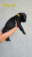 Yellow Girl, a female Cane Corso for sale in Corpus Christi, TX – 2 of 2