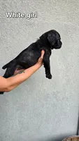 White, a female Cane Corso for sale in Corpus Christi, TX – 1 of 2