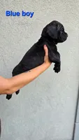 Blue boy, a male Cane Corso for sale in Corpus Christi, TX – 2 of 2