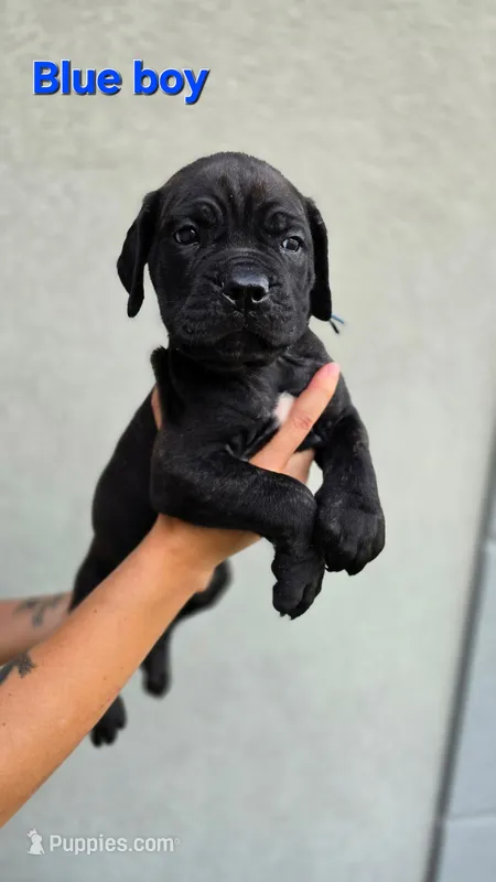 Blue boy – Cane Corso puppy for sale in Corpus Christi, TX