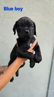 Blue boy, a male Cane Corso for sale in Corpus Christi, TX – 1 of 2