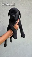 White, a female Cane Corso for sale in Corpus Christi, TX – 2 of 2