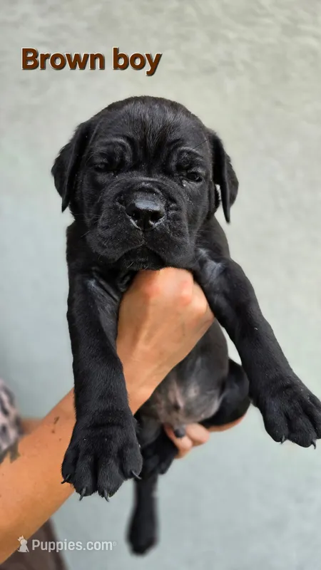 Brown Boy – Cane Corso puppy for sale in Corpus Christi, TX